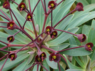 Euphorbia bravoana