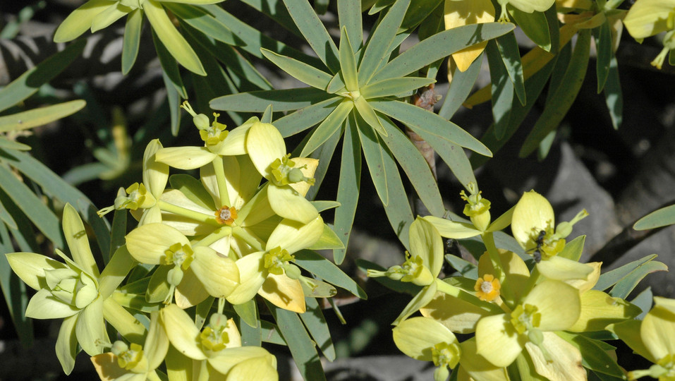 Euphorbia obtusifolia