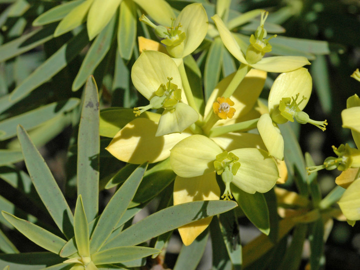 Euphorbia obtusifolia