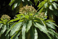 Euphorbia mellifera