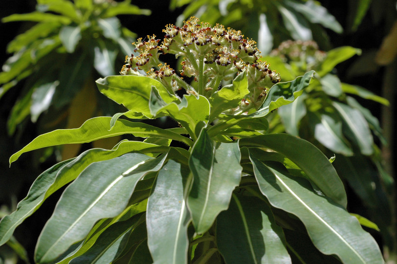 Euphorbia mellifera