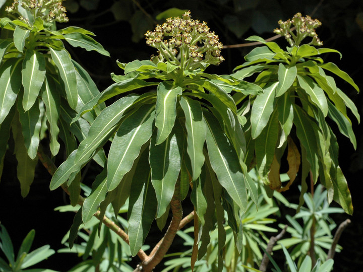 Euphorbia mellifera