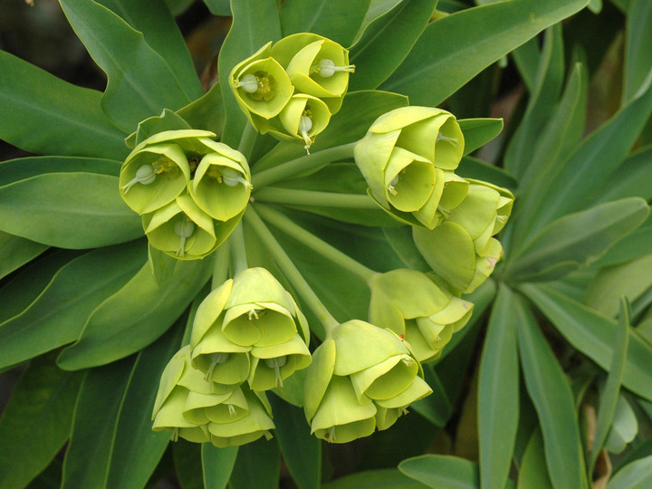 Euphorbia lambii