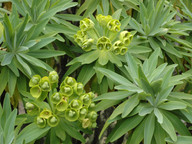 Euphorbia lambii