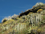 Euphorbia canariensis