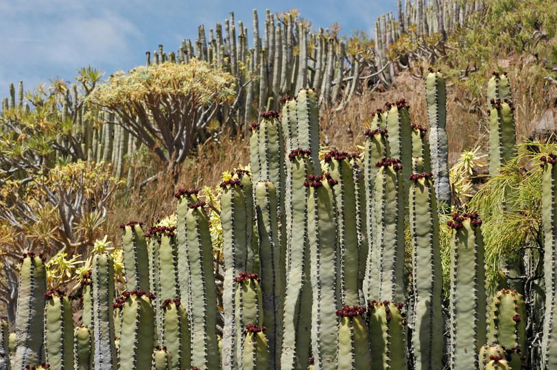 Euphorbia canariensis