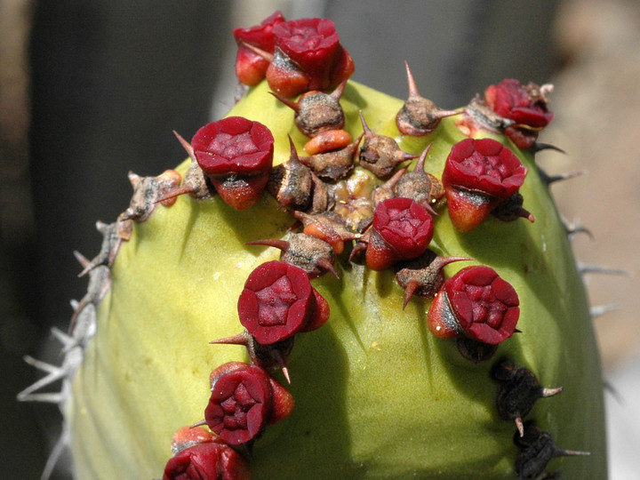 Euphorbia canariensis