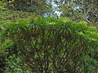 Euphorbia lambii