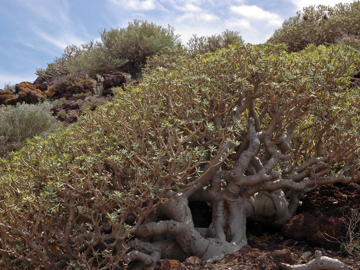 Euphorbia balsamifera