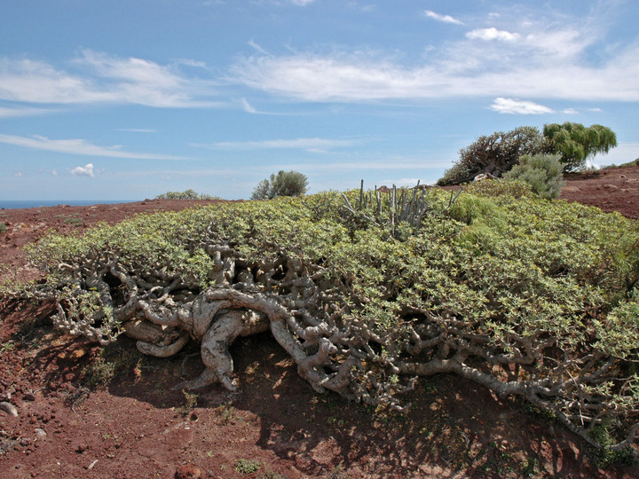 Euphorbia balsamifera