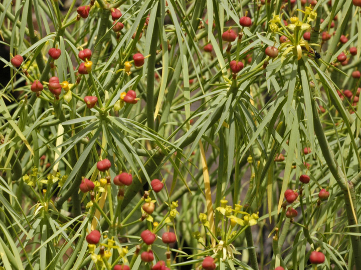 Euphorbia regis-jubae