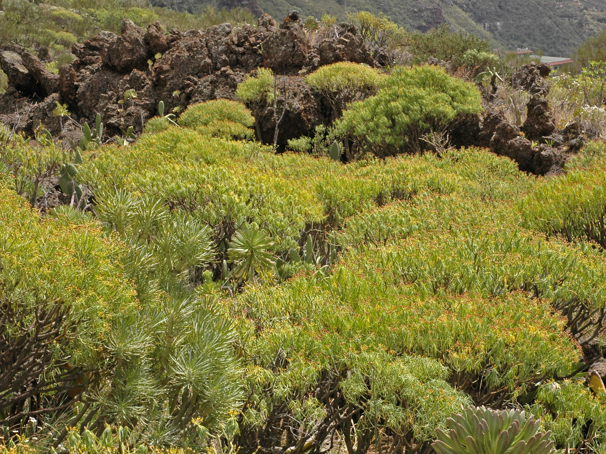 Euphorbia regis-jubae