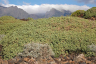 Euphorbia balsamifera