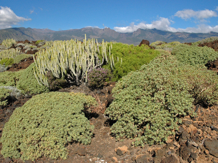 Euphorbia balsamifera