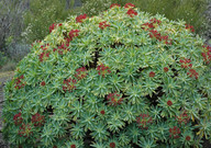 Euphorbia atropurpurea