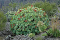 Euphorbia atropurpurea