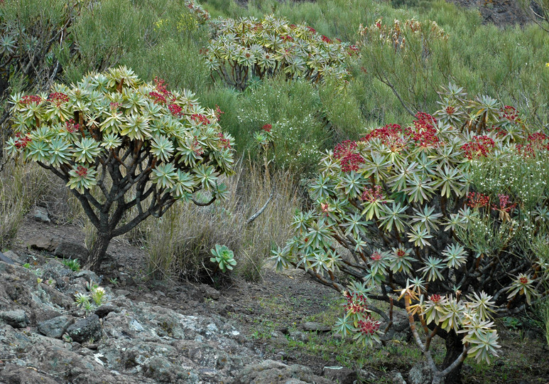 Euphorbia atropurpurea