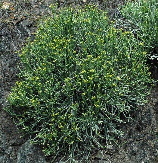 Euphorbia aphylla