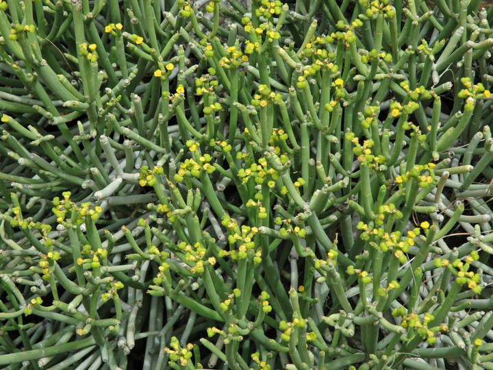 Euphorbia aphylla