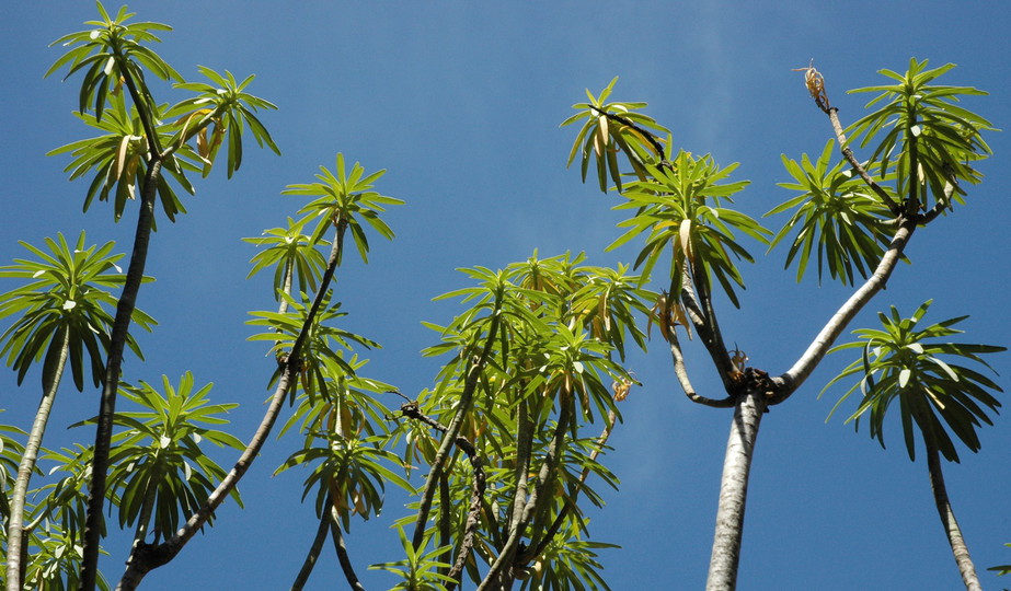 Euphorbia berthelotii