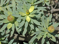 Euphorbia balsamifera