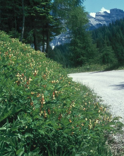 Lathyrus laevigatus