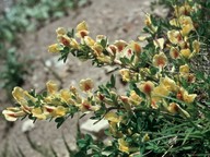 Cytisus hirsutus