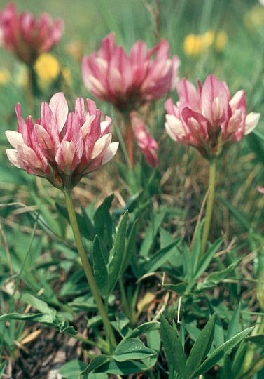 Trifolium alpinum