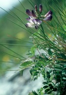 Astragalus alpinus