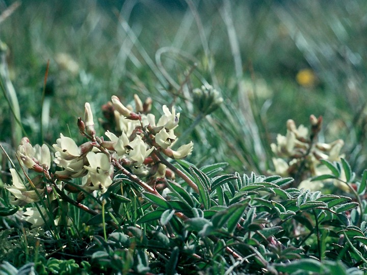 Astragalus australis