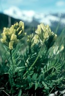 Oxytropis campestris