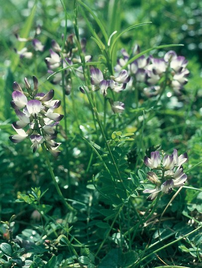 Astragalus alpinus