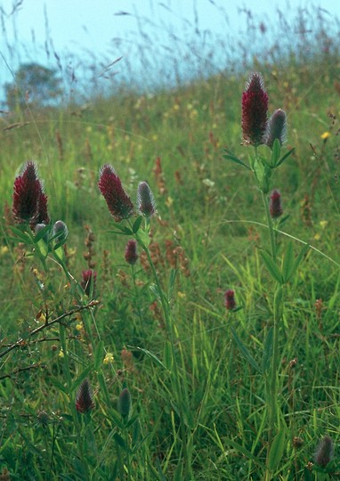 Trifolium rubens