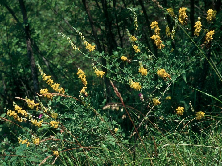 Cytisus nigricans