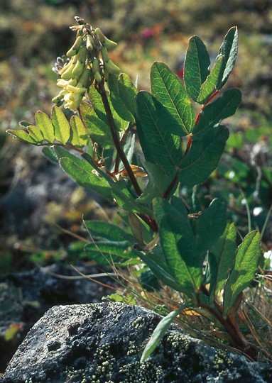 Astragalus frigidus