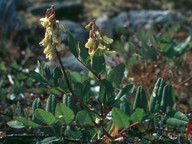 Astragalus frigidus