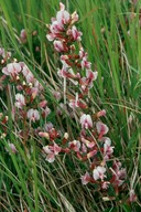 Cytisus purpureus