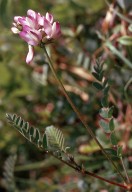 Astragalus alpinus