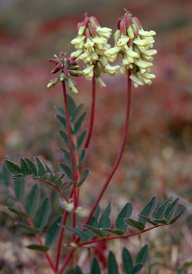 Astragalus frigidus