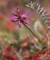 Oxytropis lapponica