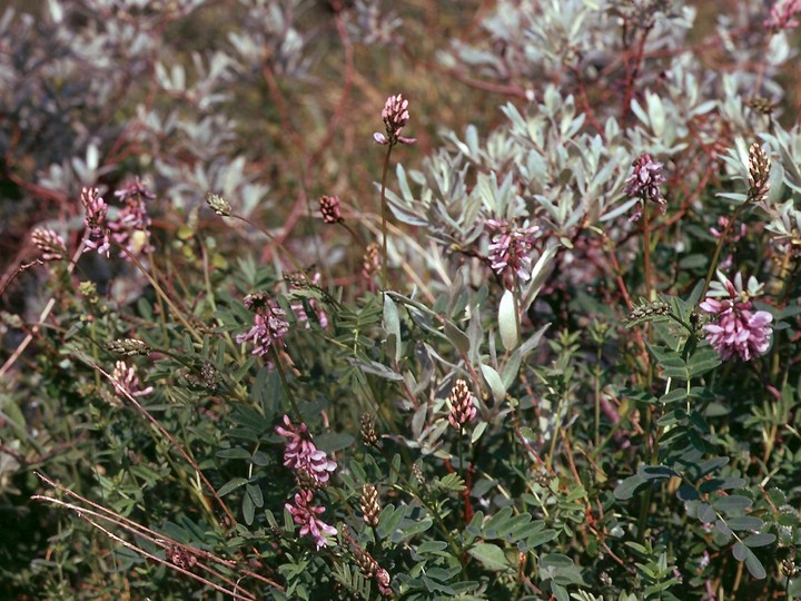 Astragalus norvegicus