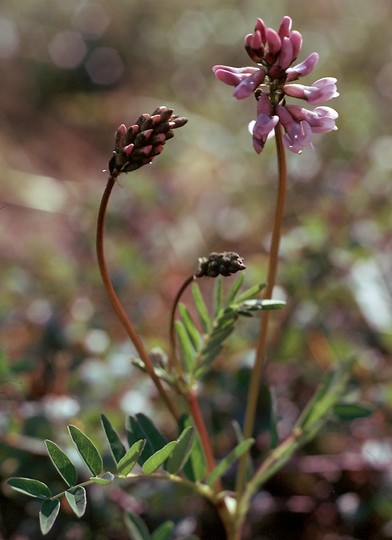 Astragalus norvegicus