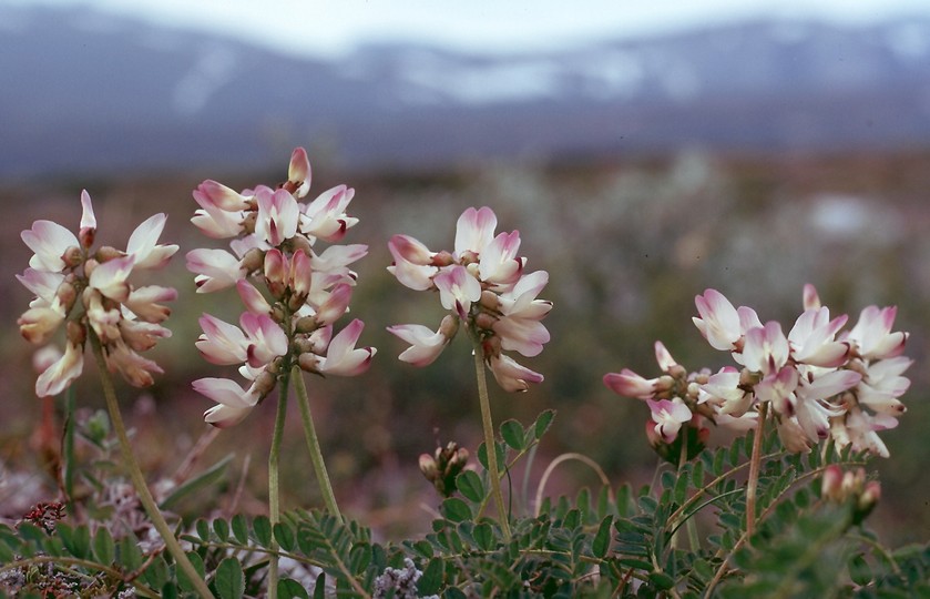 Astragalus alpinus