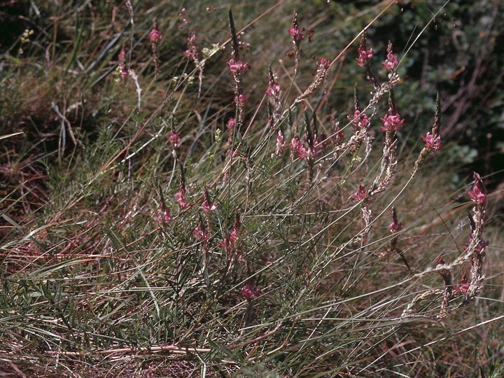 Onobrychis arenaria