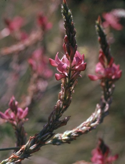 Onobrychis arenaria