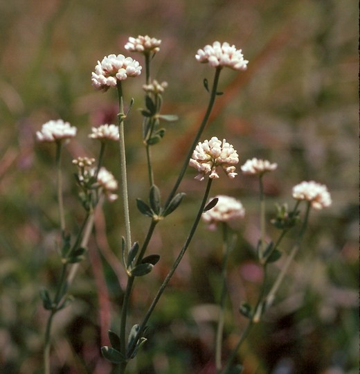 Dorycnium herbaceum