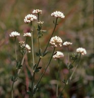 Dorycnium herbaceum