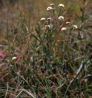 Dorycnium herbaceum