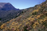 Genista radiata