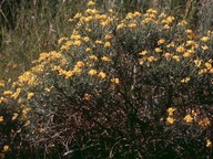 Genista radiata